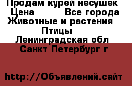 Продам курей несушек › Цена ­ 350 - Все города Животные и растения » Птицы   . Ленинградская обл.,Санкт-Петербург г.